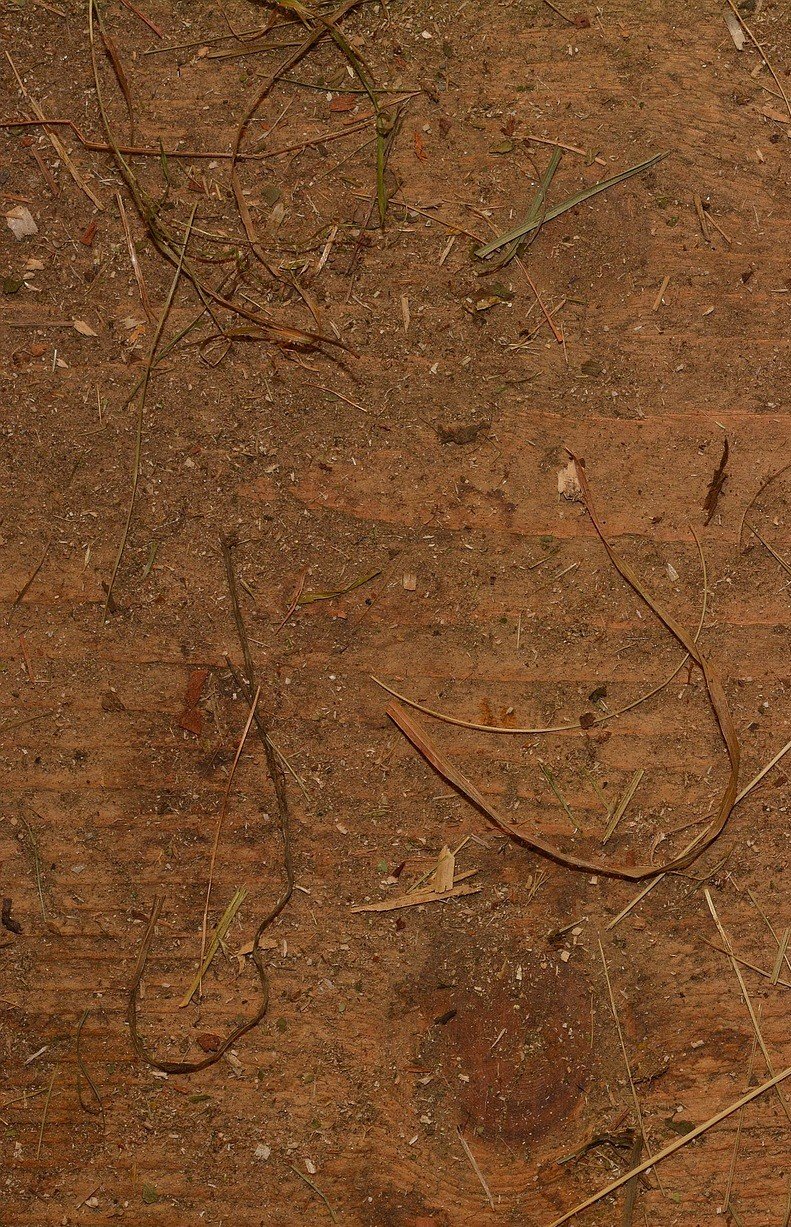 Сорность пленки